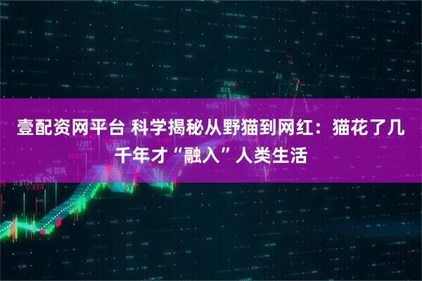 壹配资网平台 科学揭秘从野猫到网红：猫花了几千年才“融入”人类生活